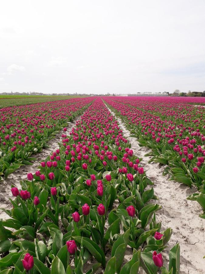 B & B De Gouwe Plek Hoogwoud Bagian luar foto